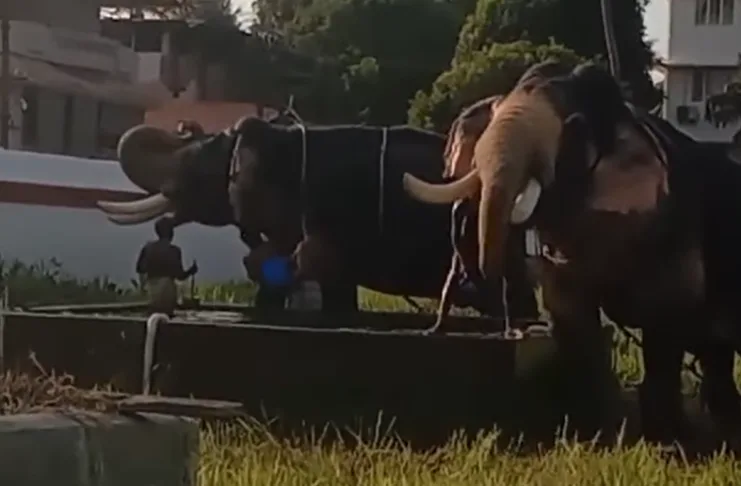 ആനകളുടെ നീരാട്ട്